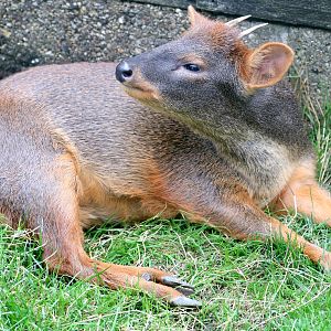 Pudu; Hamerton: 3rd  August 2019