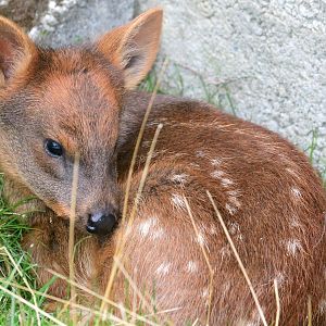Pudu fawn; Hamerton: 3rd  August 2019