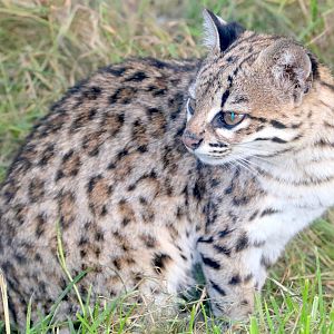 Oncilla; Hamerton: 3rd  August 2019