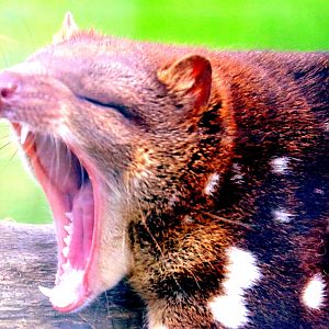 Tiger quoll; Hamerton: 3rd  August 2019
