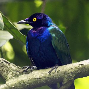 Purple Glossy starling