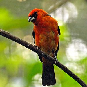 Tanager