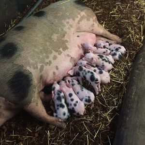 Bentheim black pied pig/piglets