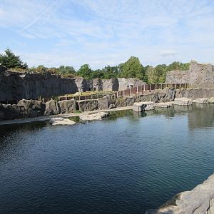 California Sea Lion Exhibit (Polar Bear in background)
