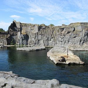 California Sea Lion Exhibit