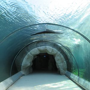 California Sea Lion Exhibit