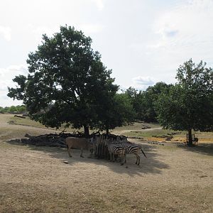 Multi-Acre African Savanna