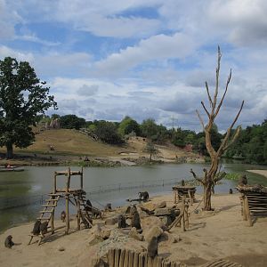 Olive Baboon Exhibit