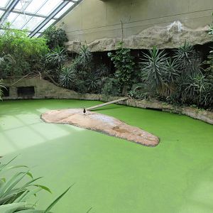 Common Hippo Indoor 'Green Pea Soup' Pool