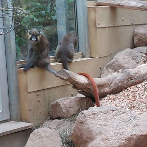 Red-tailed Moustached Monkey (only 3 zoos in Europe have these)