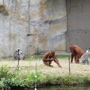 Sumatran Orangutans + Hanuman Langurs
