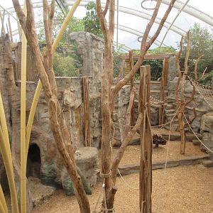 Sumatran Orangutan/Hanuman Langur/Small-clawed Otter Indoor Exhibit