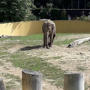 Asian elephant- Vishesh