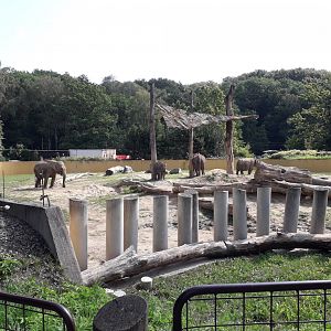Asian elephants exhibit