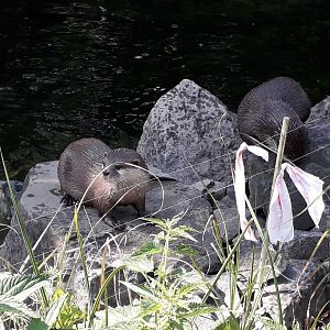 Asian small-clawed otter