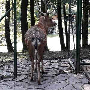 Japanese sika deer
