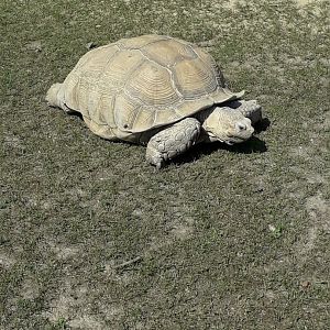African spurred tortoise