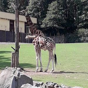 Rothschild's giraffe