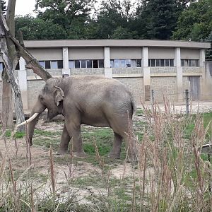 Asian elephant Maxim