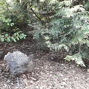 Grey peacock-pheasant