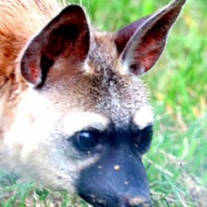 Eastern aardwolf; Hamerton; 3rd August 2019