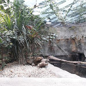 Philippine Crocodile exhibit