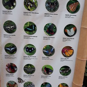 Free roaming butterlfy species