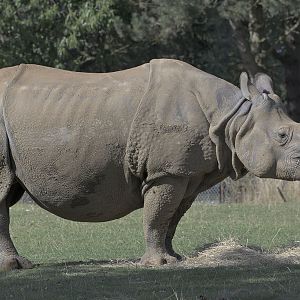Indian rhino