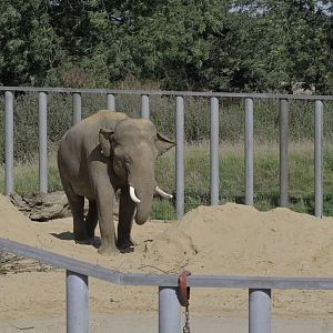 Emmett in the Bull Pen