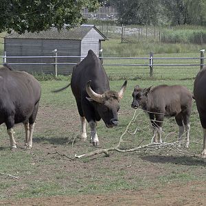 Gaur family