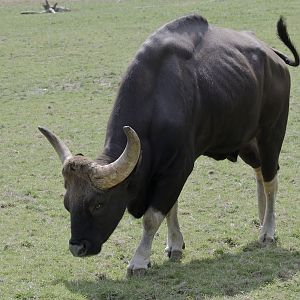 Gaur bull