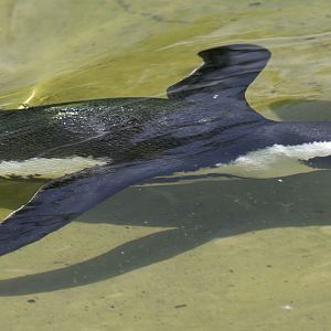 Penguin underwater