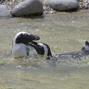 Penguin squabble