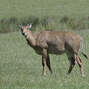 Darted nilgai