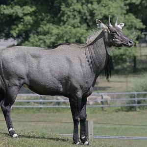 Nilgai bull