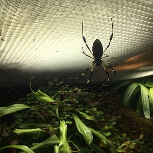 Golden orb weaver