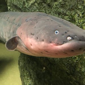 Electric eel