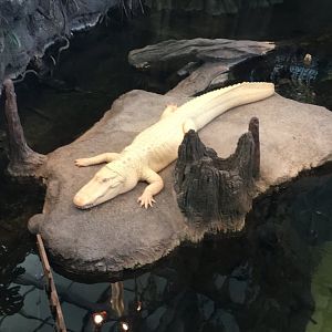 Claude-The albino American alligator