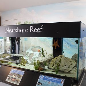 Nearshore Reef Tank
