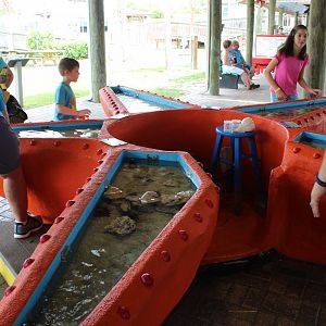 Urchin and Horseshoe Crab Touch Tank