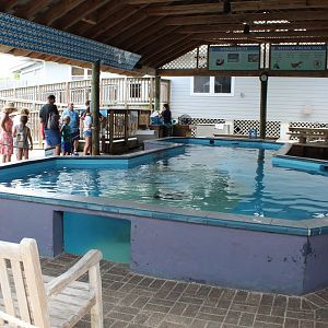 Stingray Touch Tank