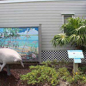 Manatee Display