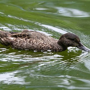 Hawaiian Duck- (Anas wyvilliana)