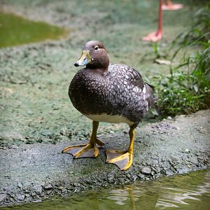 Flying Steamer Duck- (Tachyeres patachonicus)