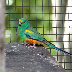 Mulga Parrot- (Psephotus varius)