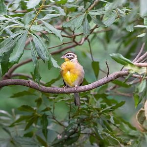 Golden-breasted Bunting- (Emberiza flaviventris)