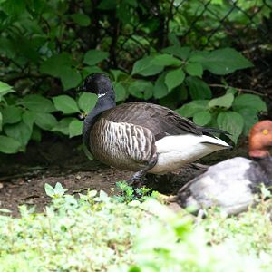 Brant Goose- (Branta bernicla hrota)