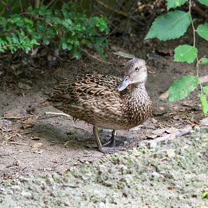 Gadwall- (Mareca strepera)