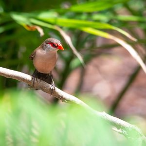 Black-rumped Waxbill- (Estrilda troglodytes)