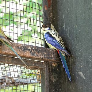 Northern Rosella- (Platycercus venustus)